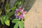 img_0351f4sz0.jpg