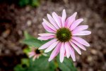 IMG_1391.jpg
