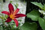 IMGP1036-2.jpg