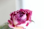 rose.JPG