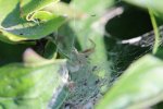 IMG_2603.JPG