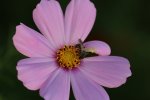 IMG_2653.JPG