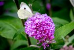 IMG_2463.jpg