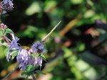 DSC_3170.jpg