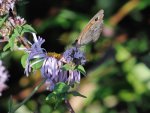 DSC_3173.jpg