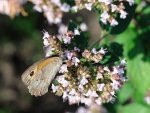 DSC_3196.jpg
