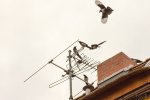 FlyPic (8).jpg