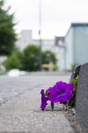 IMGP1089.jpg