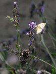 DSC_3312.jpg
