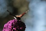 DSC_3336.jpg