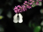 DSC_3349.jpg