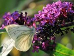 DSC_3462.jpg