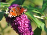 DSC_3511.jpg