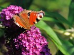DSC_3515.jpg