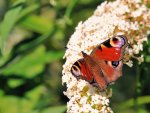 DSC_3529.jpg