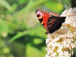 DSC_3530.jpg