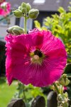 IMGP1099.jpg
