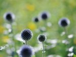 DSC_3332.jpg
