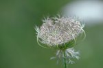 DSC_3567.jpg