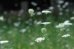 DSC_3571.jpg