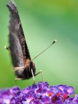 DSC_3588.jpg