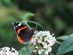 DSC_3606.jpg