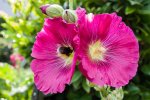 IMGP1118-2.jpg