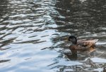 Ente II_kl.jpg