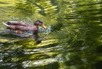 Ente_kl.jpg