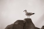 Möwe_kl.jpg