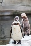 Pinguine_kl.jpg