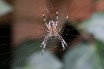 Spinne-PCGH.jpg