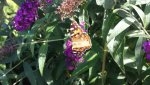 20130812_120459_5_bestshot.jpg