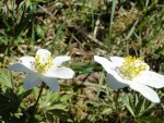 DSC00223.jpg
