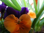 DSC00220.jpg