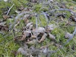 DSC00242.jpg