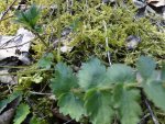 DSC00246.jpg