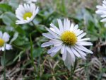 DSC00257.jpg