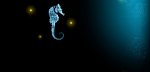 seahorse.jpg