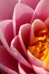 seerose.jpg