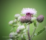 distel.jpg