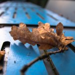 Herbst Klein.jpg