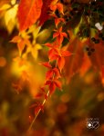 IMG_0629.jpg