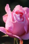 ImageUploadedByTapatalk1413279252.229037.jpg