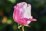 ImageUploadedByTapatalk1413279261.008059.jpg