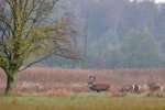 DSC_5950.jpg