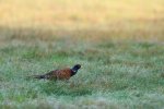 DSC_6034.jpg