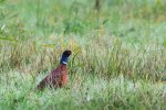 DSC_6038.jpg