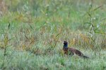 DSC_6040.jpg