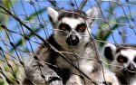monkey_3840_2400.jpg